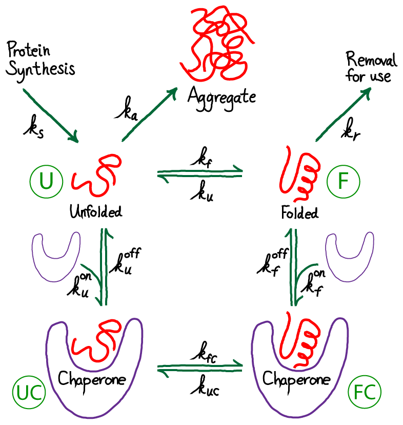 Chaperone aided Protein Folding Physical Lens On The Cell