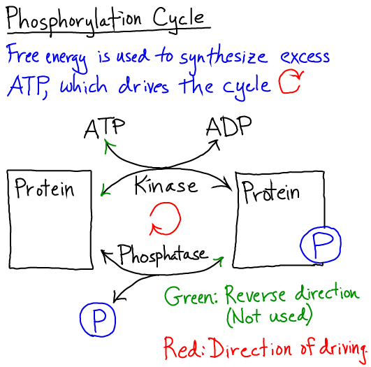 Driving Phosphorylation Cycle